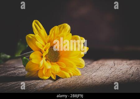 Nahaufnahme des Lichts, das auf eine wunderschöne gelbe Daisy auf einem rustikalen Holztisch mit dunklem Hintergrund und Kopierraum scheint Stockfoto