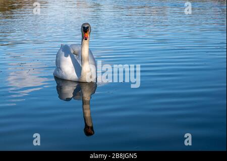 Stummschalten Sie Schwan auf einem See mit Refektion im Wasser Stockfoto