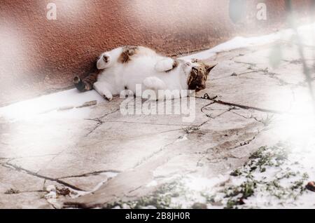 Weiße orangefarbene und schwarze Katze, die im Schnee spielt. Porträt der Katze im Winter im Freien mit Platz für Kopien. Stockfoto