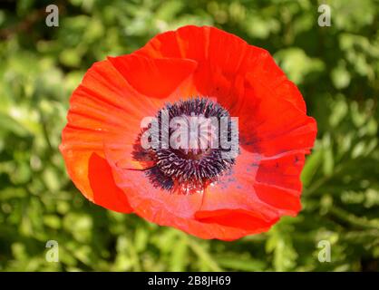 Orientalischer Mohn. Papaver orientale Stockfoto