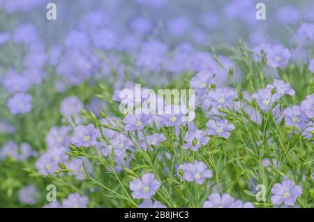 Blumen von Flachs austriacum. Linum usitatissimum Blume. Ein Blumenbeet mit blauem Zierlinen Stockfoto