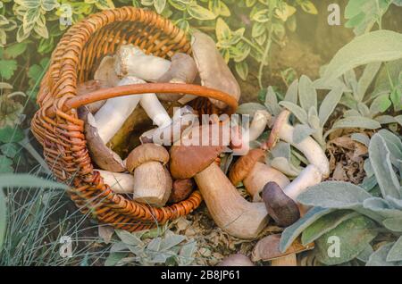 Großer Korb mit Pilzen. Wildpilze in verwickeltem Korb. Wald pflückt Pilze Stockfoto