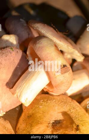 Der Garnelenpilz oder die Krabbenbrittlegil-Russula xerampelina Stockfoto