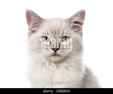 Nahaufnahme einer Ragdoll Kätzchen, 3 Monate alt, isoliert auf weiss Stockfoto