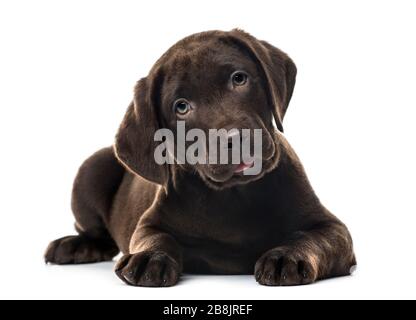 Welpen-Schokolade Labrador Retriever liegend, 3 Monate alt, isoliert auf weiss Stockfoto