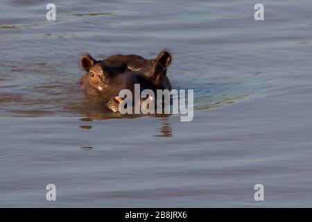 Ein teilweise untergetaucht gemeines Nilpferd, Hippopotamus amphibisch, im Olifants River, Kruger National Park, Südafrika, Stockfoto