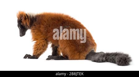 Roter, ruffiger Lemur, isoliert auf Weiß Stockfoto