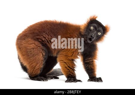 Überraschter roter, gerupfter Lemur vor weißem Hintergrund Stockfoto