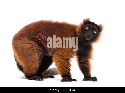 Rot gerupfter Lemur stehend, isoliert auf weiß Stockfoto