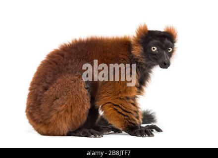 Roter, ruffiger Lemur, isoliert auf Weiß Stockfoto