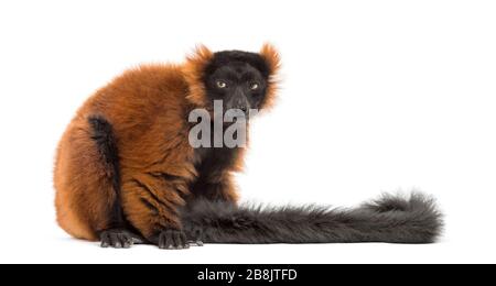 Roter, ruffiger Lemur, isoliert auf Weiß Stockfoto