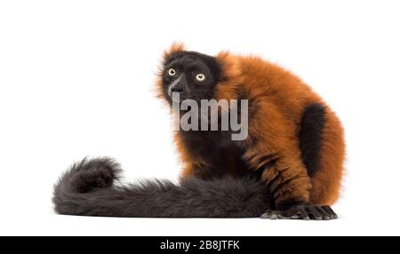 Roter, ruffiger Lemur, isoliert auf Weiß Stockfoto