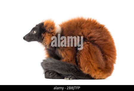 Roter, ruffiger Lemur, isoliert auf Weiß Stockfoto