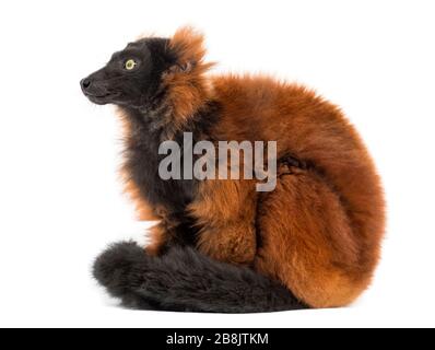 Roter, ruffiger Lemur, isoliert auf Weiß Stockfoto