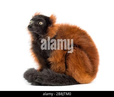 Roter, ruffiger Lemur, isoliert auf Weiß Stockfoto