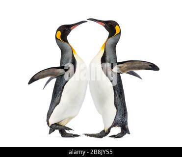 Zwei King-Pinguine spielen, isoliert auf Weiß Stockfoto