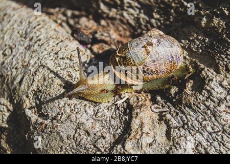 Makrofoto einer Gartenschnecke mit Blick auf ihren Schatten unter einem hellen Sonnenschein wissen Sie als Helix pomatia auch römische Schnecke Burgundschnecke. Die Struktur des Baums Stockfoto