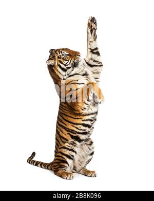 Männlicher Tiger auf Hinterbeinen, große Katze, isoliert auf Weiß Stockfoto