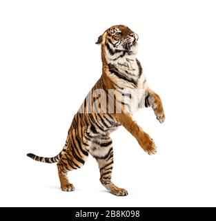 Männlicher Tiger springt, große Katze, isoliert auf Weiß Stockfoto