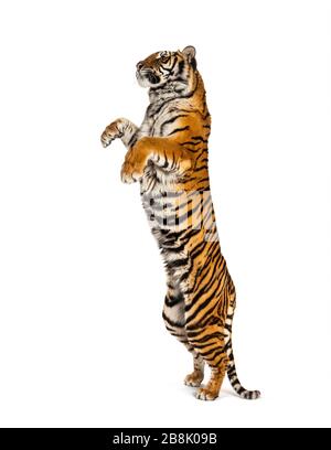 Männlicher Tiger auf Hinterbeinen, große Katze, isoliert auf Weiß Stockfoto