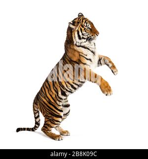 Männlicher Tiger auf Hinterbeinen, große Katze, isoliert auf Weiß Stockfoto