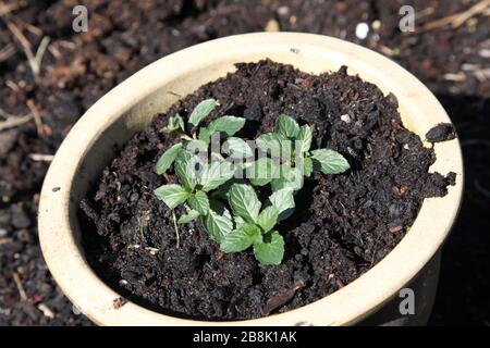 Eine junge Schweizer Münzfabrik, die in einem britischen Garten in Erde gegraben wurde Stockfoto