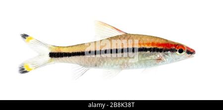 Seitenwie eines Denison Barbs, Fisch, Sahyadria denisonii, isoliert auf Weiß Stockfoto