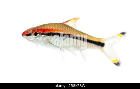 Seitenwie eines Denison Barbs, Fisch, Sahyadria denisonii, isoliert auf Weiß Stockfoto