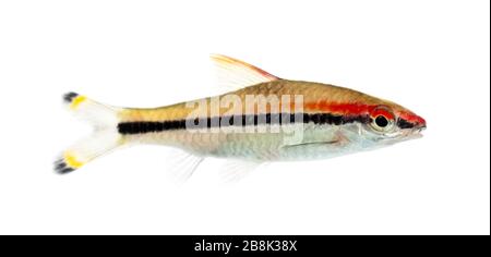 Seitenwie eines Denison Barbs, Fisch, Sahyadria denisonii, isoliert auf Weiß Stockfoto