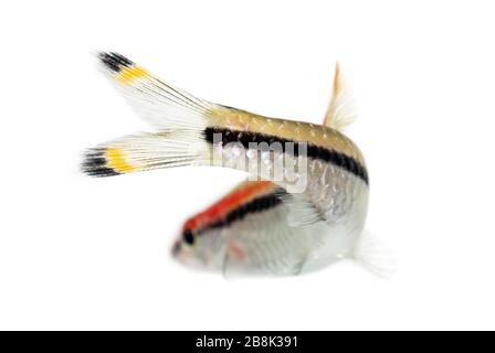 Rückansicht einer Denison-Barbe, Fisch, Sahyadria denisonii, isoliert auf Weiß Stockfoto