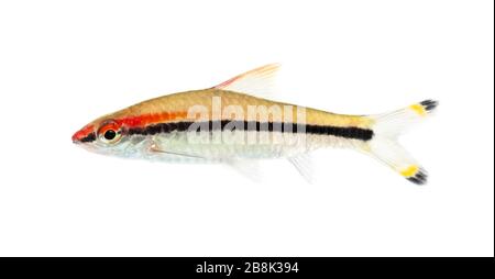 Seitenansicht eines Denison Barbs, Sahyadria denisonii, isoliert auf Weiß Stockfoto