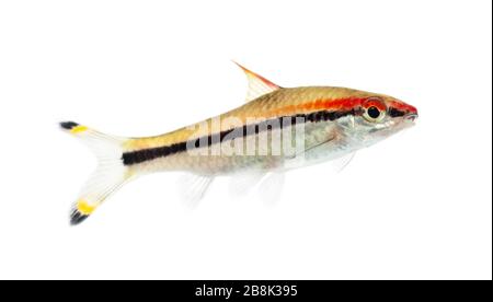 Denison Barb, Sahyadria denisonii, isoliert auf weiß Stockfoto