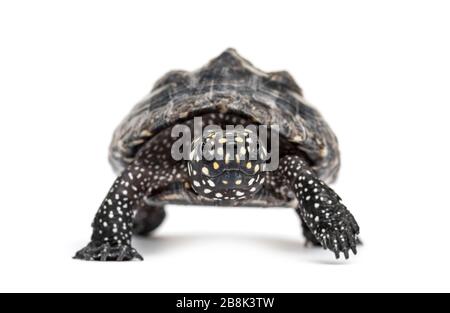 Schwarze Teichschildkröte, Geoclemys hamiltonii, isoliert Stockfoto