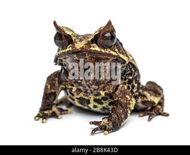 Langnasenfrosch, Megophrys nasuta, isoliert Stockfoto