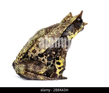 Langnasenfrosch, Megophrys nasuta, isoliert Stockfoto