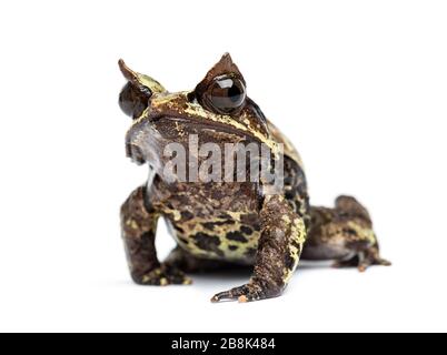 Langnasiger, an der Kamera gerichteter, horner Frosch, Megophrys nasuta, isoliert Stockfoto