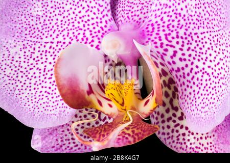 Extreme Nahaufnahme der rosafarbenen Phalaenopsis oder Moth-Orchidee aus isoliert auf Schwarz Stockfoto