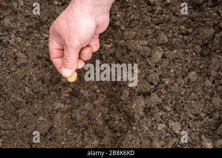 Nahaufnahme einer männlichen Hand, die breite Bohnensamen in eine Furche im Boden einpflanzt Stockfoto