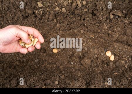 Nahaufnahme einer männlichen Hand, die breite Bohnensamen in eine Furche im Boden einpflanzt Stockfoto