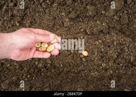 Nahaufnahme einer männlichen Hand, die breite Bohnensamen in eine Furche im Boden einpflanzt Stockfoto