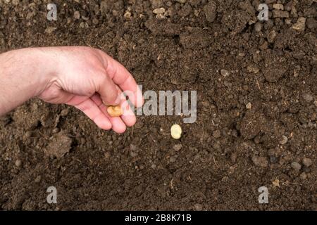 Nahaufnahme einer männlichen Hand, die breite Bohnensamen in eine Furche im Boden einpflanzt Stockfoto