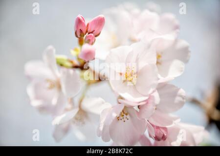 WASHINGTON DC, USA – aus nächster Nähe sehen Sie die Kirschblüten in Washington DC in voller Blüte, die zarte rosa Blüten und die komplizierte Blütenstruktur zeigen. Dieses detaillierte Bild zeigt die vergängliche Schönheit der Kirschblüten, die jedes Frühjahr Tausende von Besuchern in die Hauptstadt der Nation locken. Stockfoto