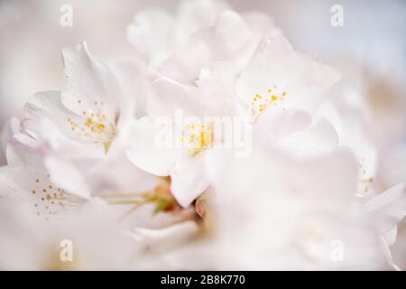 WASHINGTON DC, USA – aus nächster Nähe sehen Sie die Kirschblüten in Washington DC in voller Blüte, die zarte rosa Blüten und die komplizierte Blütenstruktur zeigen. Dieses detaillierte Bild zeigt die vergängliche Schönheit der Kirschblüten, die jedes Frühjahr Tausende von Besuchern in die Hauptstadt der Nation locken. Stockfoto