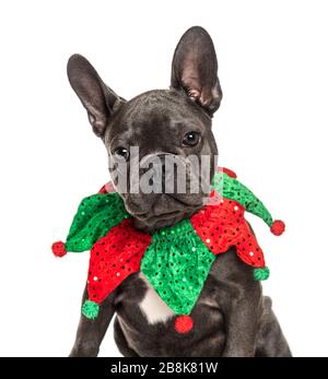 Kopfschuss eines französischen Bulldoggen, der einen Jokerkragen trägt, isoliert auf Weiß Stockfoto