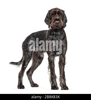 Deutscher Wirehaired Pointer, Korthals Hund, isoliert auf Weiß Stockfoto