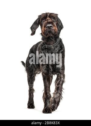 Deutscher Wirehaired Pointer, Korthals Hund, isoliert auf Weiß Stockfoto