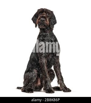 Deutscher Wirehaired Pointer, Korthals Hund, isoliert auf Weiß Stockfoto