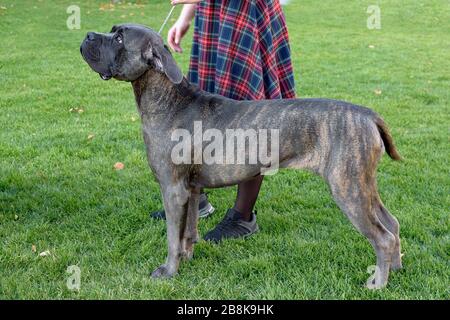 Dogo Canario steht neben seiner Herrin gegen einen grünen Rasen. Hund, der im Frühjahr spazieren geht. Ein großer grauer Hund an der Leine blickt mit einem traurigen Gesicht nach oben. Stockfoto