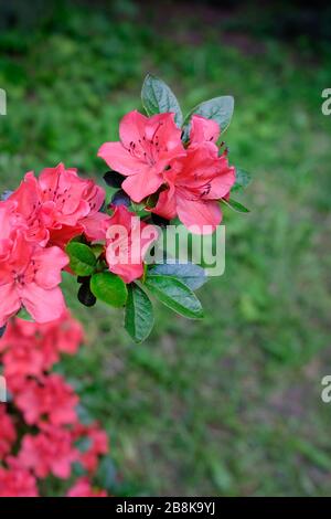 Ein Bohrinsel von Red Azalea auf grünem Grund im Park. Erblühender Hersheys Roter Azalea-Busch am Frühlingnachmittag. Stockfoto