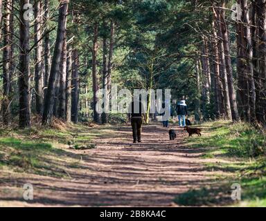 John Muir Country Park, East Lothian, Schottland, Großbritannien. März 2020. Wetter in Großbritannien: Frühlingssonne ermöglicht es den Menschen, die Natur trotz sozialer Distanzierungen zu genießen. Menschen, die Hunde auf einem Fußweg durch die Pinien der Schotten spazieren Stockfoto